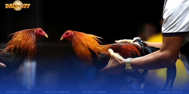 Paldo77 Sabong - Dramatic and Lively Cockfighting Arena
